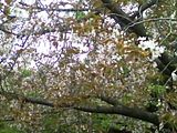Tree.jpg image by CyberPunkX